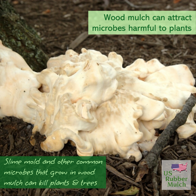 Wood chips attract slime mold that can harm plants
