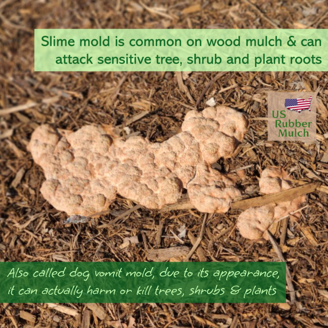 Wood chips attract slime mold that can harm plants